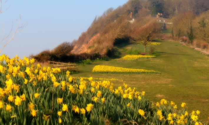 Daffodils In Sidmouth