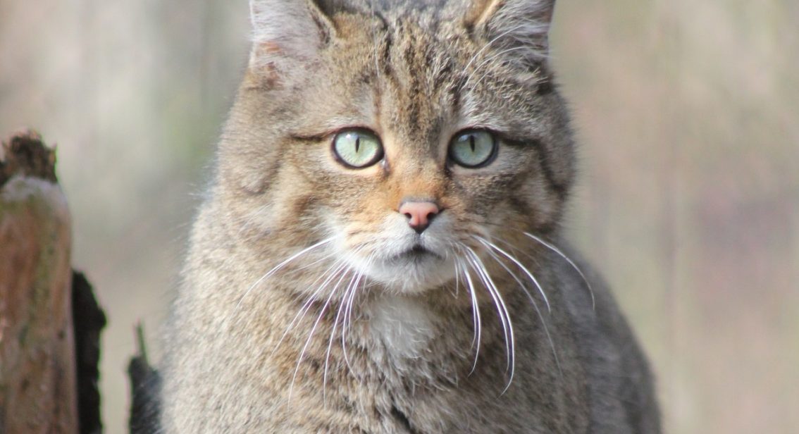 Rewilding Devon